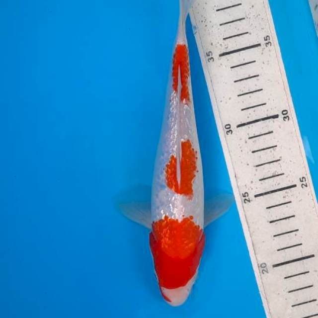 Kohaku gindrin 22cm