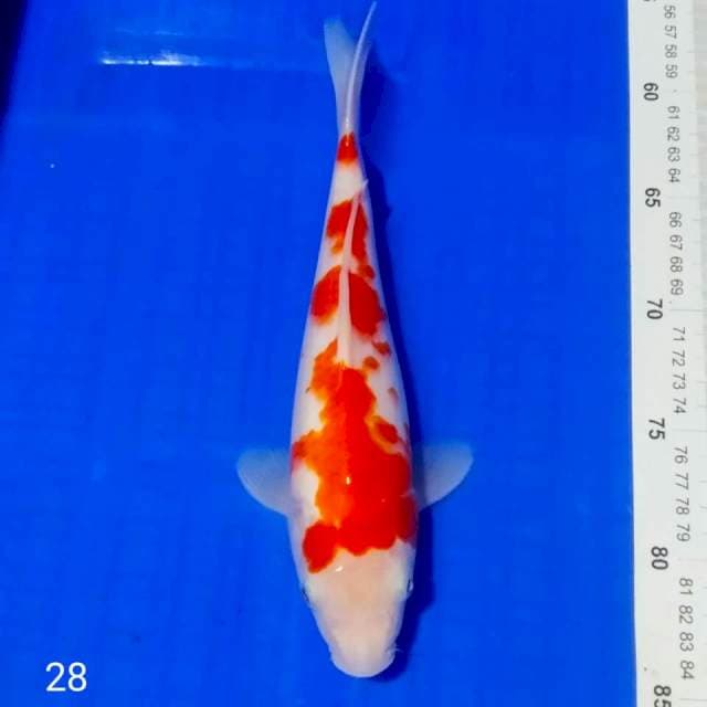 Khohaku 28 cm