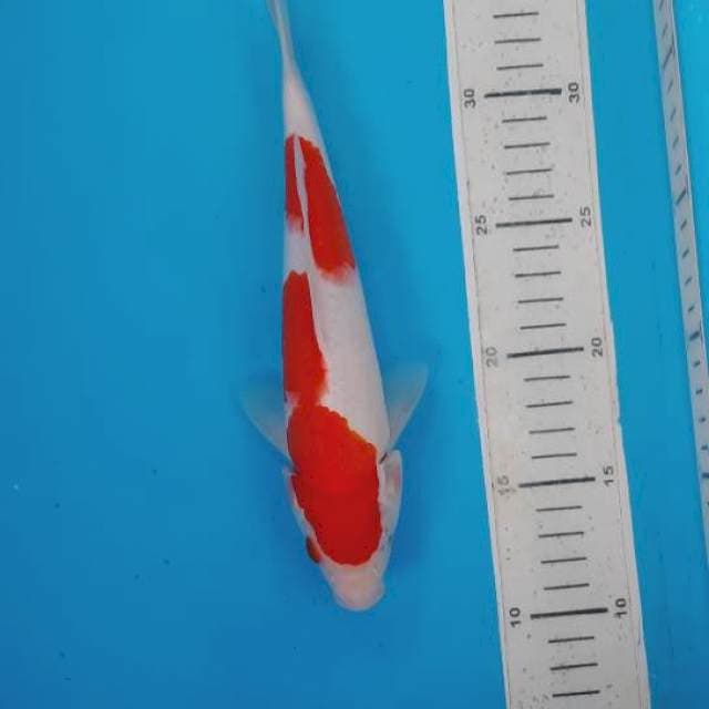 Kohaku 24cm 