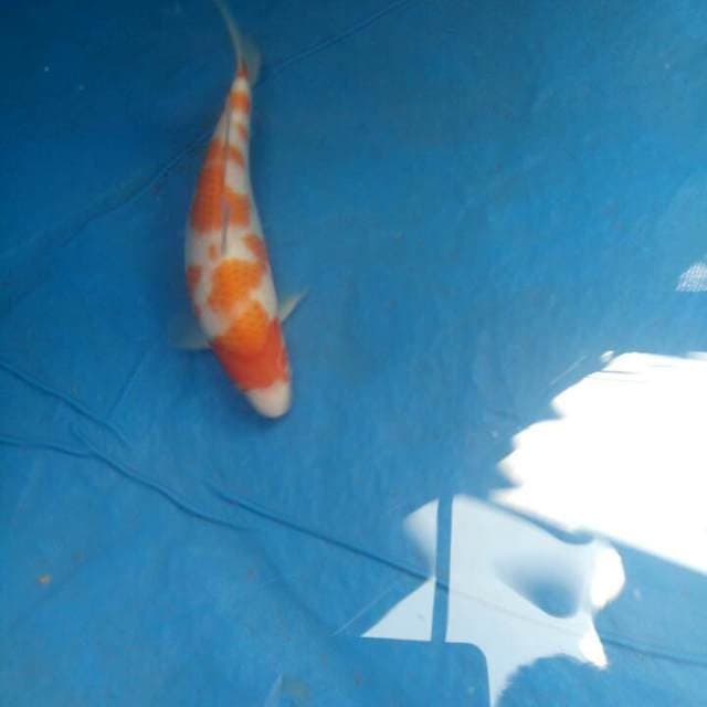 Kohaku