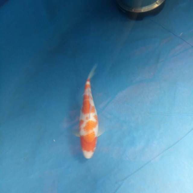 Kohaku
