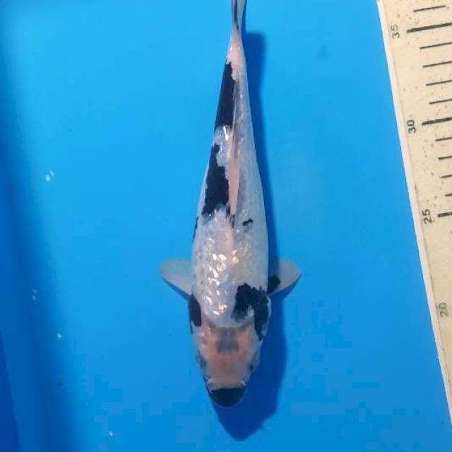 Shiro ginrin 22cm