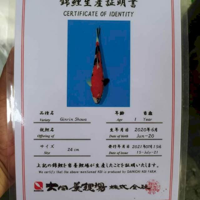 Gr Showa 25cm Dainichi