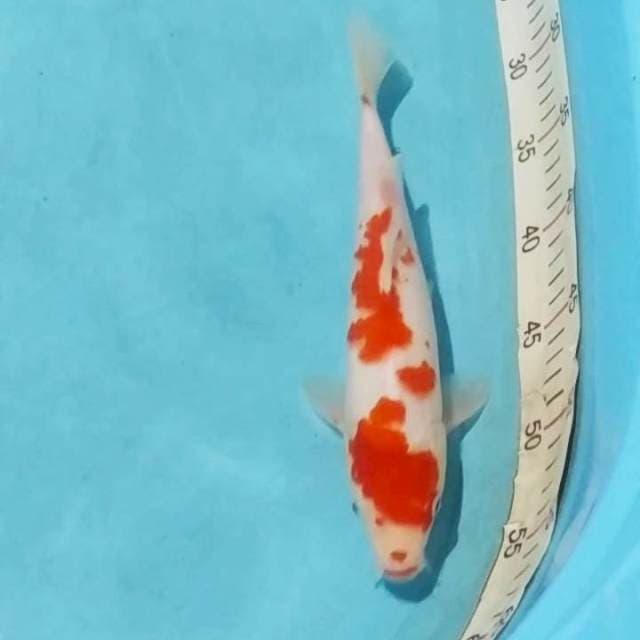 Kohaku 30bu
