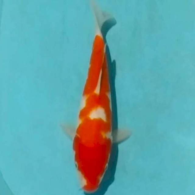 Kohaku 30cm