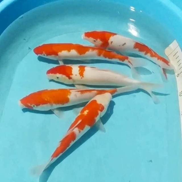 Pkt kohaku 5ekr 25_27cm