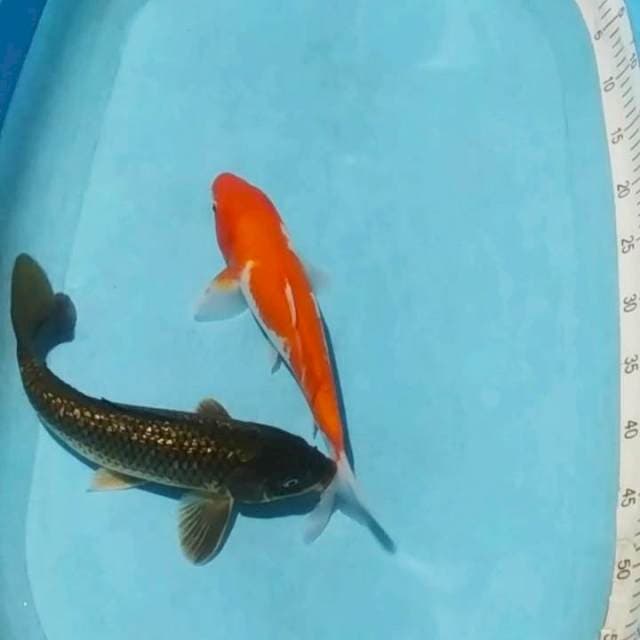 Kohaku, cagoi ginrin 30cm