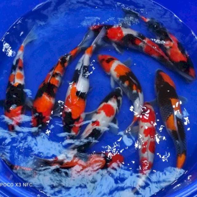 9ekor. 41.46cm showa