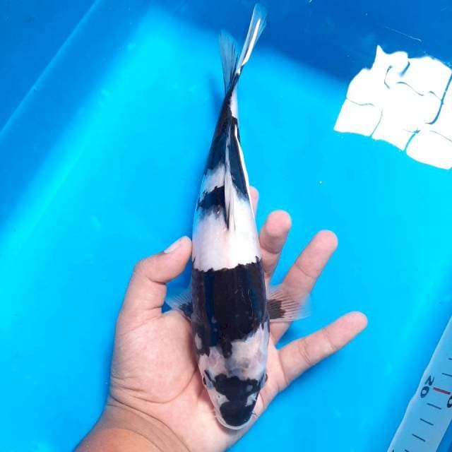 Shiro ,27cm