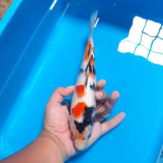Showa Kindai ,27cm