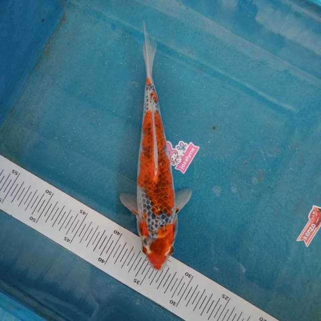 Goshiki 27cm
