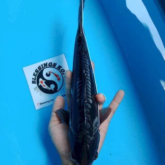Karasugoi doitsu 32cm 