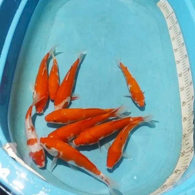 *pkt 10ekr kohaku 20_24cm