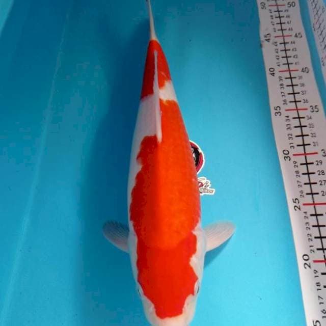 KOHAKU 35CM JANTAN