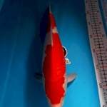 KOHAKU 35CM JANTAN