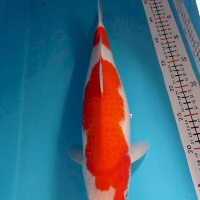 KOHAKU 38CM BETINA