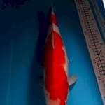 KOHAKU 38CM BETINA