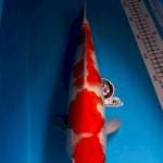 KOHAKU 38CM JANTAN