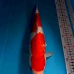 KOHAKU GINRIN 37CM BETINA