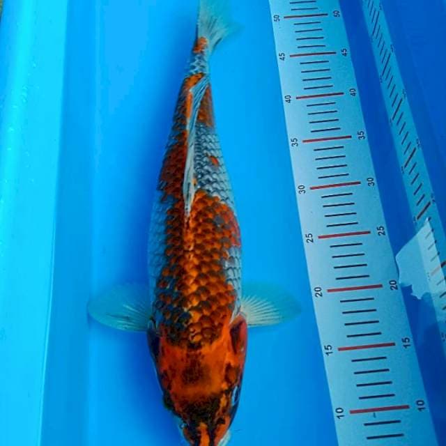 Ghosiki Jumbo 44cm