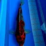Ghosiki Jumbo 44cm