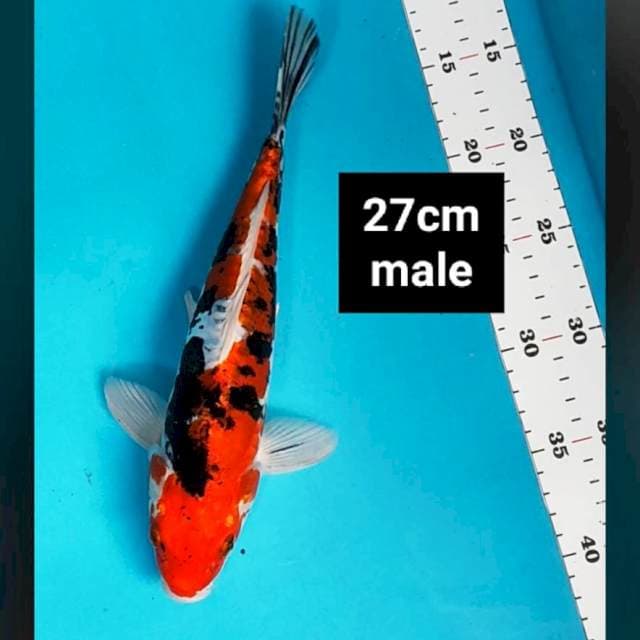 Doitsu sanke 27cm male
