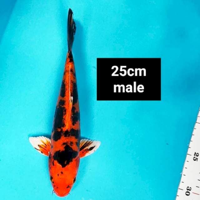 Aka sanke strong 25cm male
