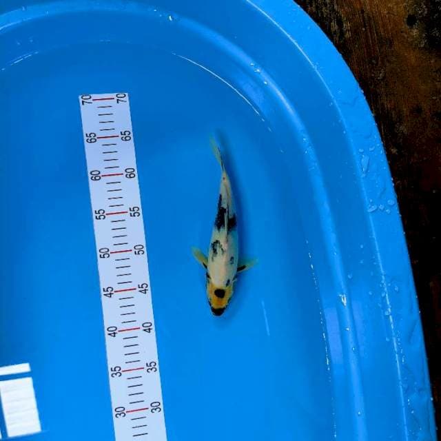 Shiro beko 25 cm