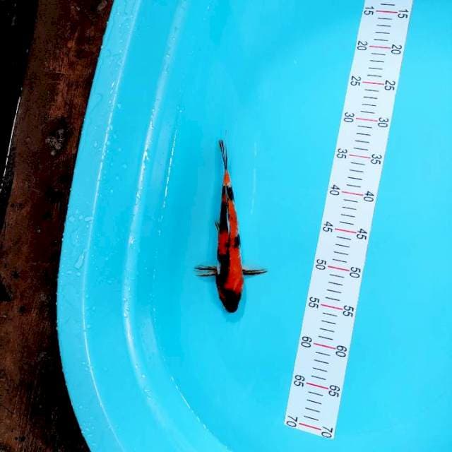 Showa 24 cm
