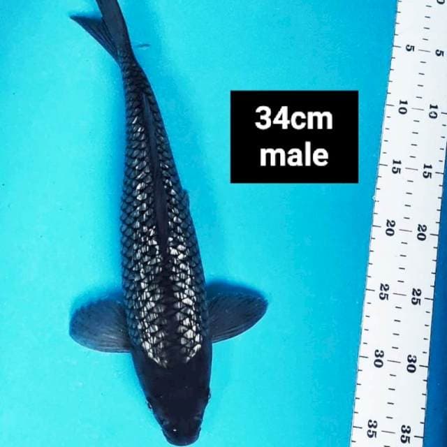 Black diamond 34cm male