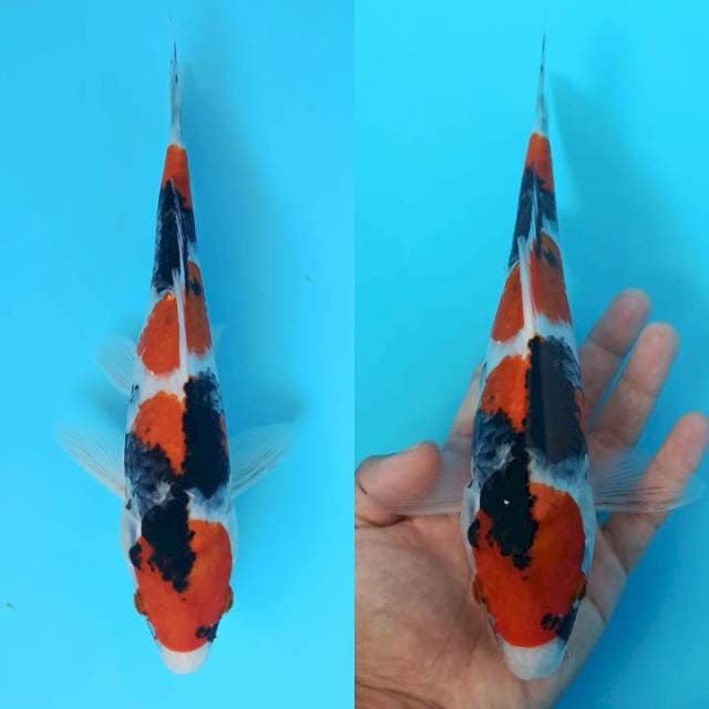 Showa sanshoku 26cm