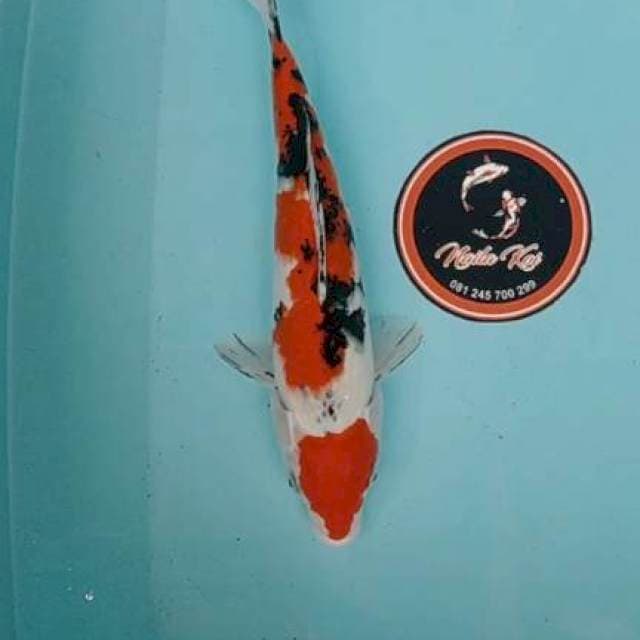Sanke maruten 31 cm. Ori