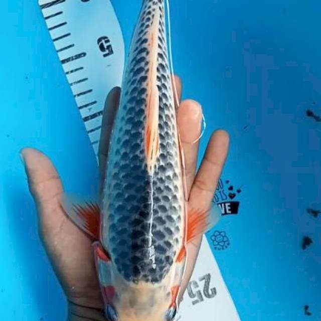 Asagi 29cm