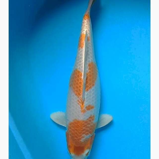 Hariwake