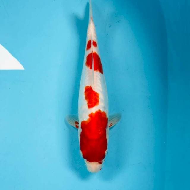 Kohaku, 29 cm