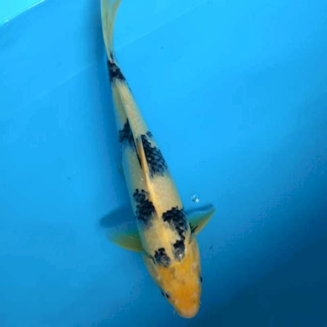 Shiro 38cm