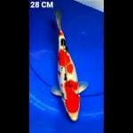 SANKE GINDRIN 28CM