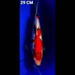 SANKE GINDRIN 29CM