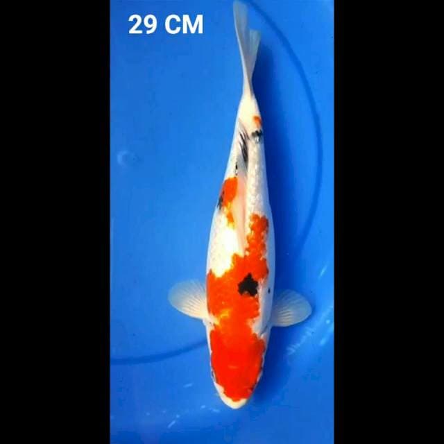 SANKE GINDRIN 29CM