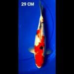 SANKE GINDRIN 29CM