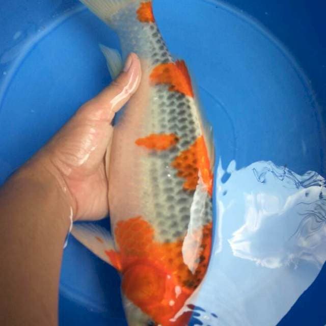 HQ Goshiki Racing MUNUK 37CM