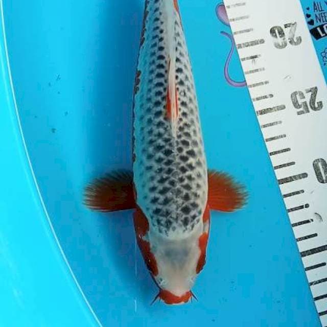Asagi 28cm