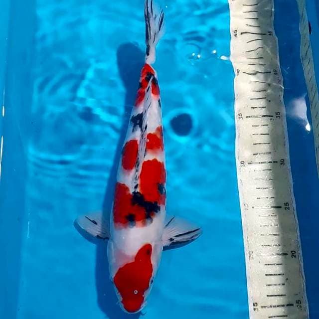 SANKE RED STRONG 31 CM