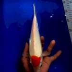 Thanco kohaku