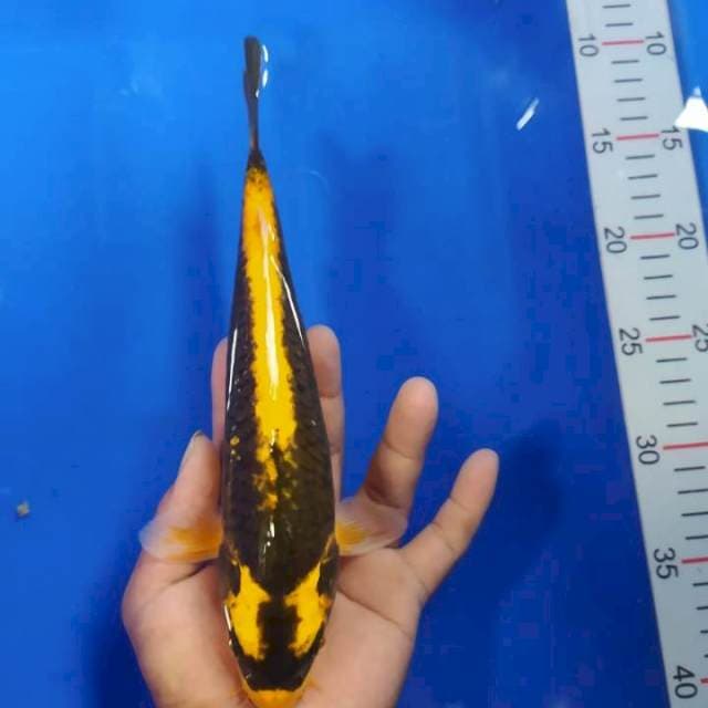 Kabuto