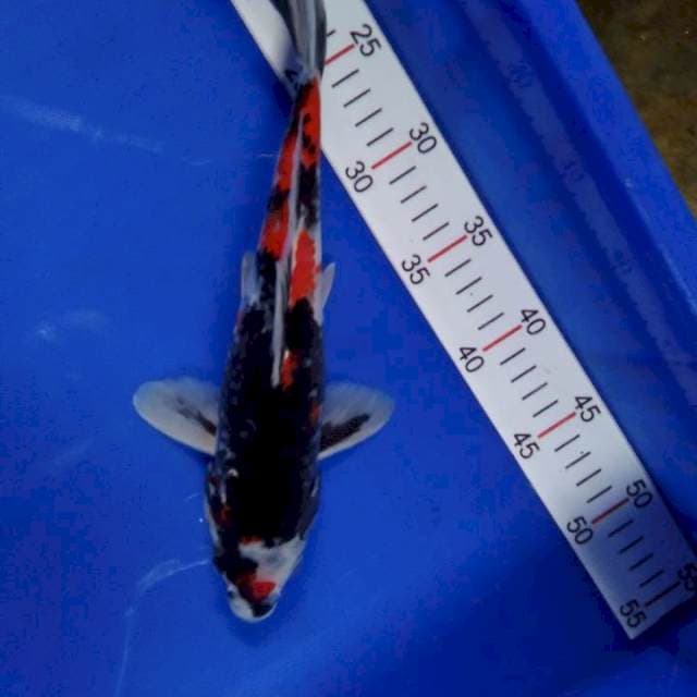 Showa 29cm