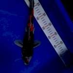 Showa 29cm