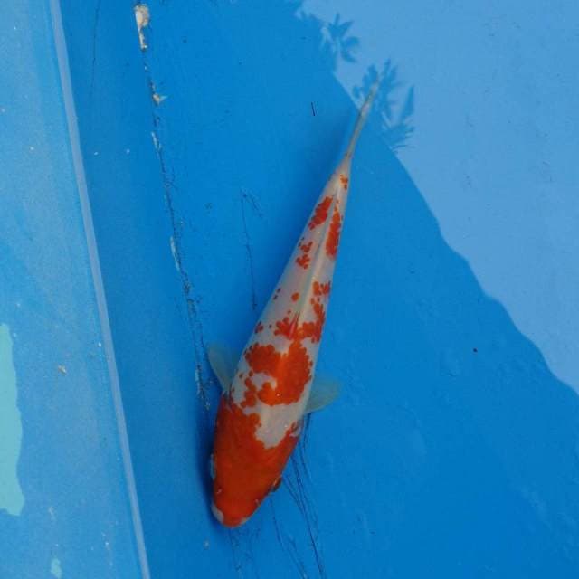 Kohaku F1