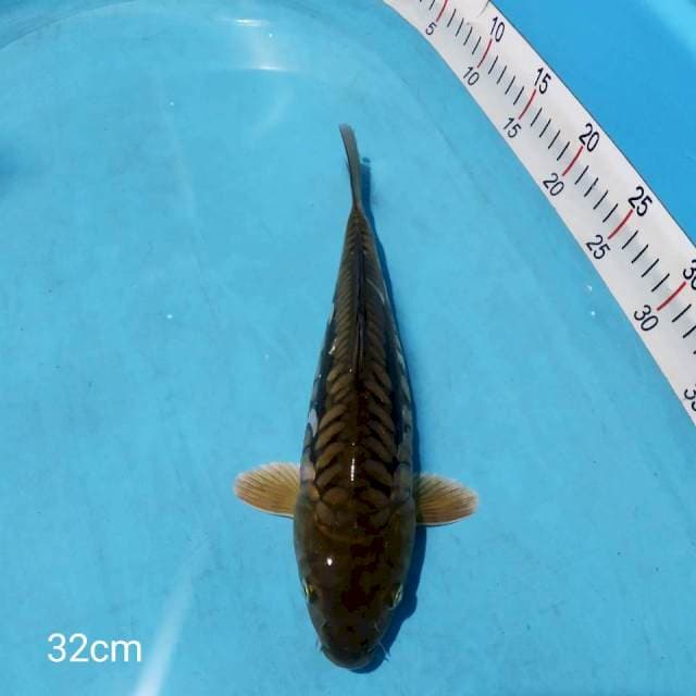 _ cagoi SISIK NAGA 32cm