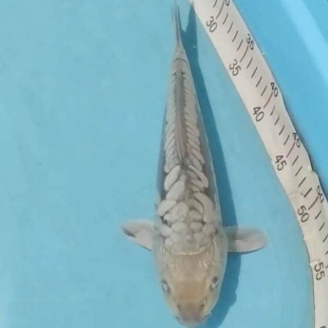 _soragoi SISIK NAGA 32cm